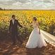 wedding, couple, sunflower field, marriage, holding hands, bride and groom, bride, field, lovers, romantic, groom, landscape, love, outdoors, people, romance, sunflowers, veil, wedding, wedding, wedding, wedding, wedding, marriage, lovers